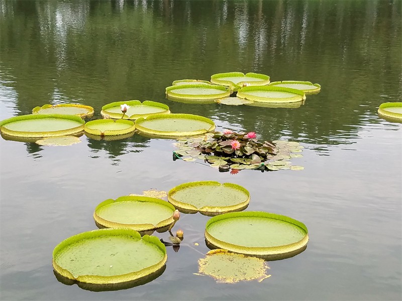 GJ216 Shanghai July 2018 Lotus at West Lake in Hangzhou